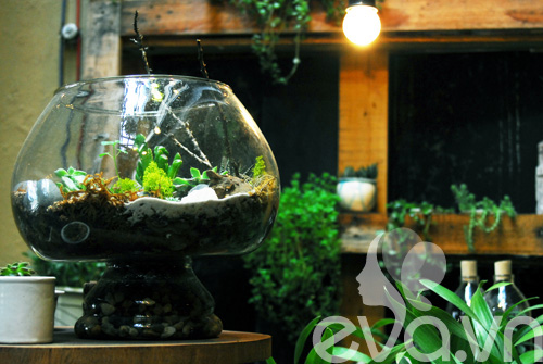 Terrarium: Học cách tự trồng cây trong bình kính - 1