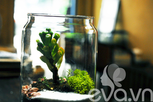 Terrarium: Học cách tự trồng cây trong bình kính - 2