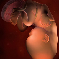 Thai nhi 36 tuần: Tử cung chật chội