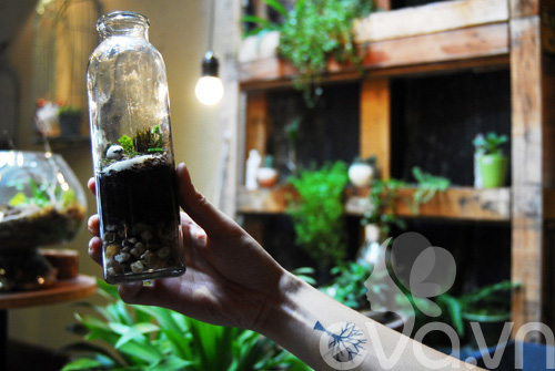 Terrarium: Học cách tự trồng cây trong bình kính - 13