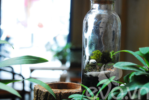 Terrarium: Học cách tự trồng cây trong bình kính - 14