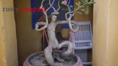 Vườn Bonsai nhỏ xinh ở nhà cổ Hội An 300 năm - 7