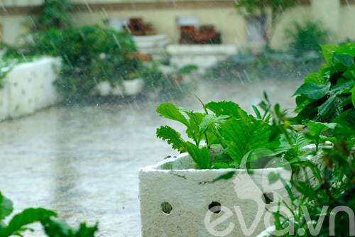 Vườn rau sạch thầy giáo trồng cho vợ con ăn - 5