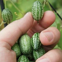 Vườn ban công 3m2 của du học sinh tại Nhật Bản - 15