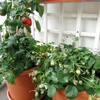 Infographic: Trang trí phòng cho tâm trạng vợ hưng phấn - 9