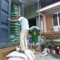 Mua sắm - Giá cả - Thị trường gạo thế giới đang cạnh tranh gay gắt