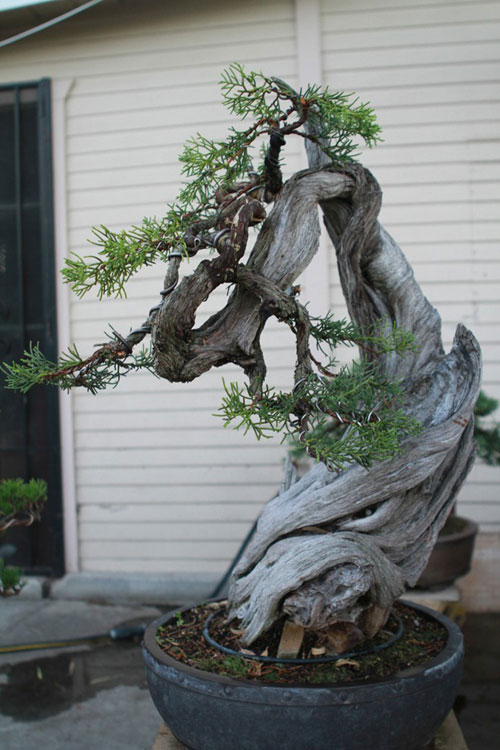Vườn bonsai tiền tỷ ở Mỹ của Bằng Kiều - 8