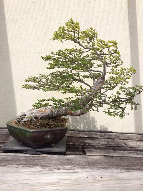 Vườn bonsai tiền tỷ ở Mỹ của Bằng Kiều - 9