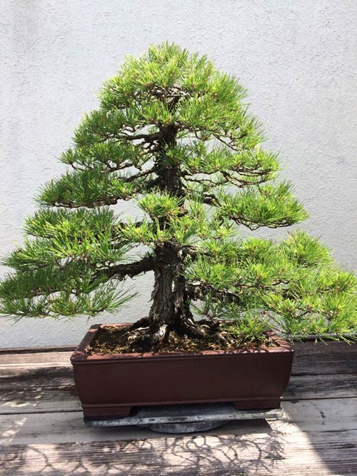 Vườn bonsai tiền tỷ ở Mỹ của Bằng Kiều - 10