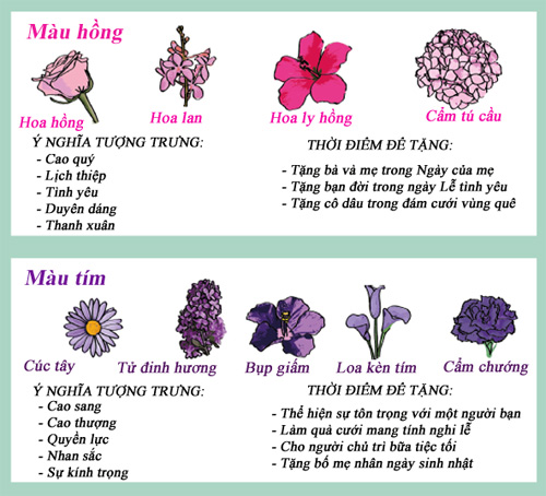 Infographic: Biểu tượng và ý nghĩa các loại hoa - 2