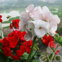 Infographic: Biểu tượng và ý nghĩa các loại hoa - 6