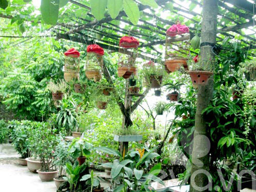 Vườn quê xanh mát trăm hoa đua nở giữa lòng Thủ đô - 1