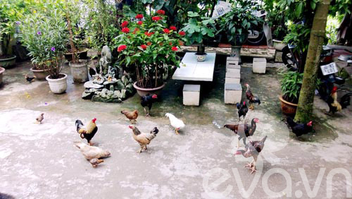 Vườn quê xanh mát trăm hoa đua nở giữa lòng Thủ đô - 8