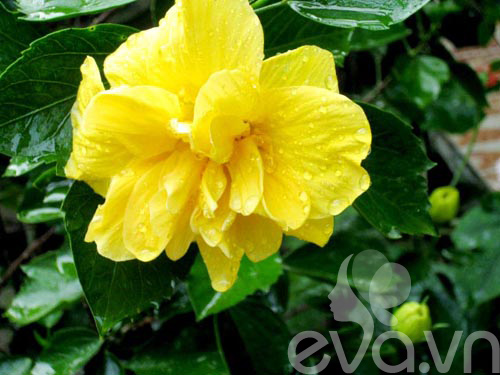 Vườn quê xanh mát trăm hoa đua nở giữa lòng Thủ đô - 9