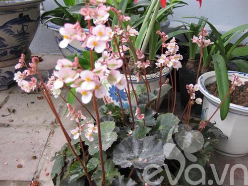 Vườn quê xanh mát trăm hoa đua nở giữa lòng Thủ đô - 10