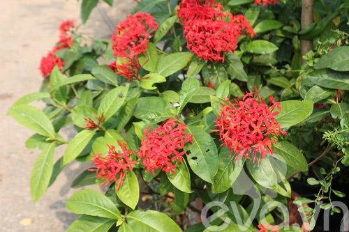 Vườn quê xanh mát trăm hoa đua nở giữa lòng Thủ đô - 12