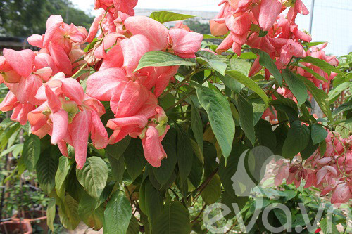 Vườn quê xanh mát trăm hoa đua nở giữa lòng Thủ đô - 13