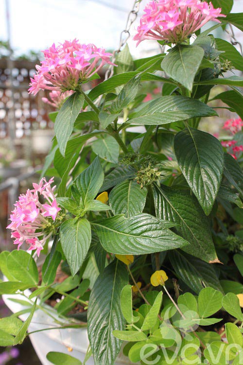 Vườn quê xanh mát trăm hoa đua nở giữa lòng Thủ đô - 14