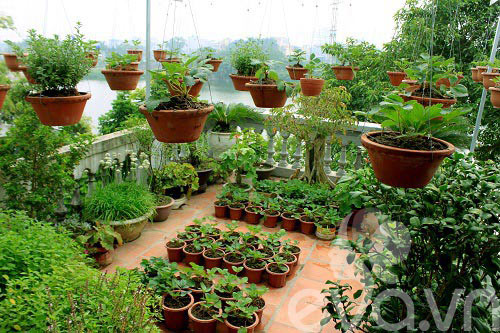 Vườn quê xanh mát trăm hoa đua nở giữa lòng Thủ đô - 15