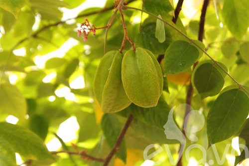 Vườn quê xanh mát trăm hoa đua nở giữa lòng Thủ đô - 2