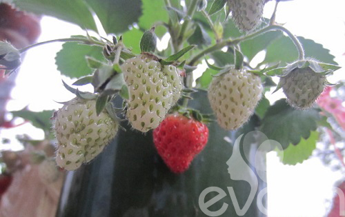 Vườn quê xanh mát trăm hoa đua nở giữa lòng Thủ đô - 16