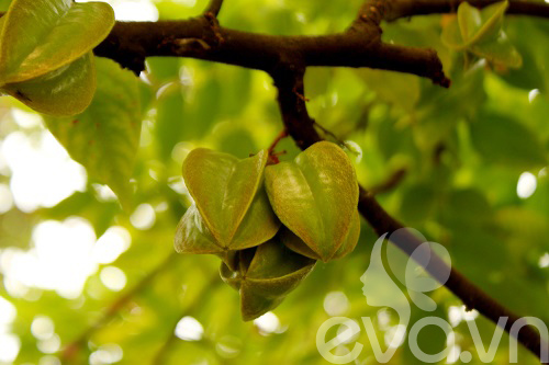 Vườn quê xanh mát trăm hoa đua nở giữa lòng Thủ đô - 3