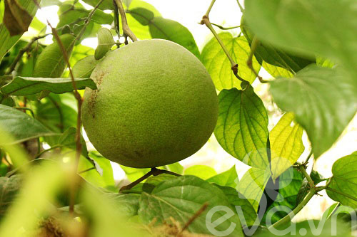 Vườn quê xanh mát trăm hoa đua nở giữa lòng Thủ đô - 4