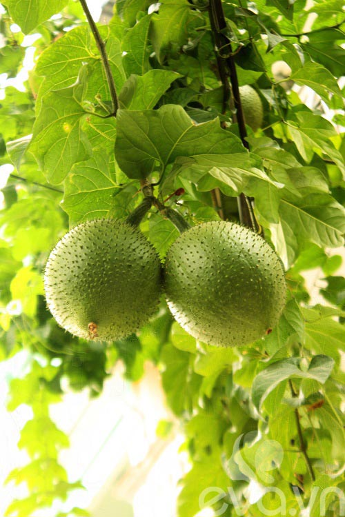 Vườn quê xanh mát trăm hoa đua nở giữa lòng Thủ đô - 5