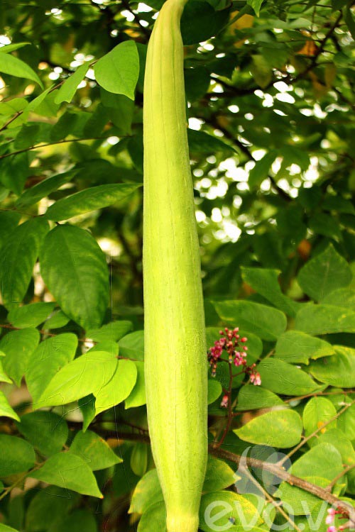 Vườn quê xanh mát trăm hoa đua nở giữa lòng Thủ đô - 6