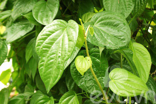 Vườn quê xanh mát trăm hoa đua nở giữa lòng Thủ đô - 7