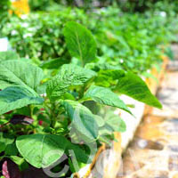 Vườn quê xanh mát trăm hoa đua nở giữa lòng Thủ đô - 19