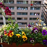 Vườn quê xanh mát trăm hoa đua nở giữa lòng Thủ đô - 20