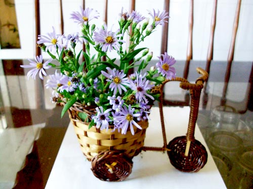 Hà Nội giao mùa, tím sắc lưu ly - 13