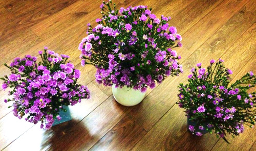 Hà Nội giao mùa, tím sắc lưu ly - 10