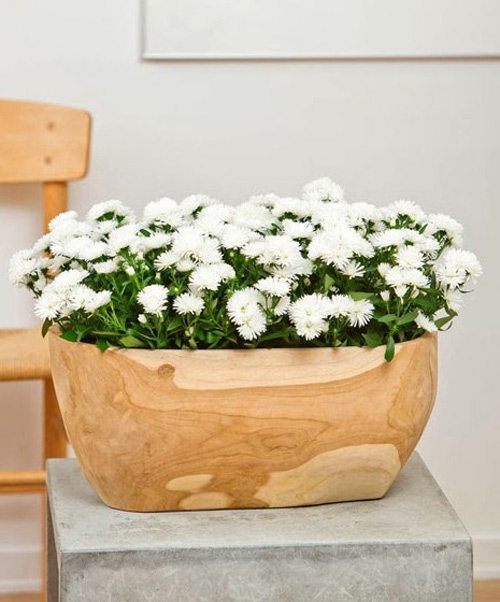 Hà Nội giao mùa, tím sắc lưu ly - 12