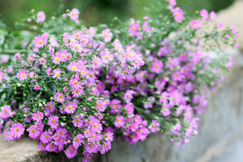 Hà Nội giao mùa, tím sắc lưu ly - 5