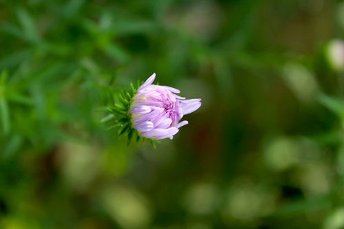 Hà Nội giao mùa, tím sắc lưu ly - 4