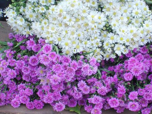 Hà Nội giao mùa, tím sắc lưu ly - 3