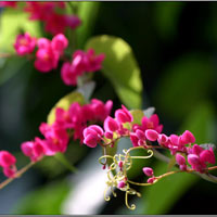 Hà Nội giao mùa, tím sắc lưu ly - 14