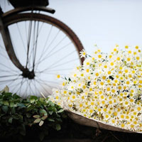 Hà Nội giao mùa, tím sắc lưu ly - 15