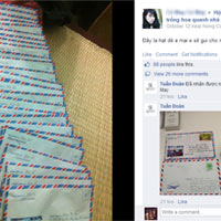 Cách trồng và chăm sóc phong lữ thảo cho đông ấm áp - 11