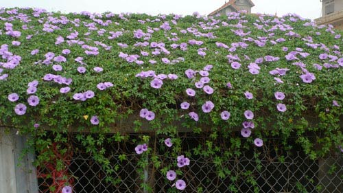 Hoa bìm bịp rực sắc tím vùng quê - 2