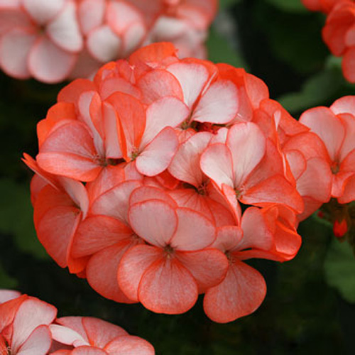 Cách trồng và chăm sóc phong lữ thảo cho đông ấm áp - 7