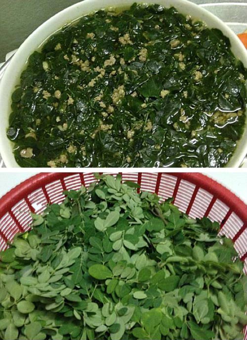 Trồng chùm ngây quot;vạn năngquot; tốt cho mẹ và trẻ sơ sinh - 3