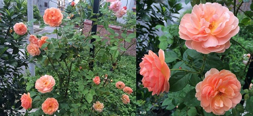 Hồng leo đắt đỏ chinh phục giới yêu hoa - 8