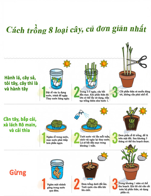 Bí kíp trồng 8 loại rau củ dễ tìm, sẵn có - 1