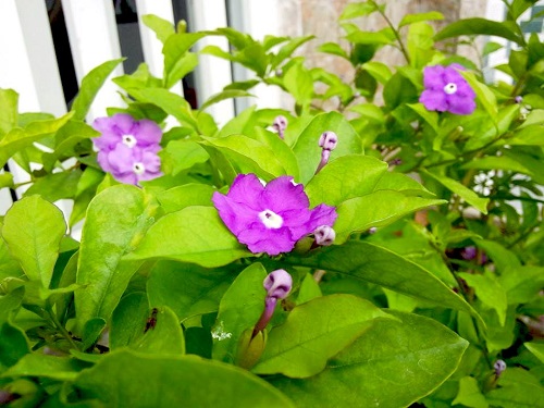 Vườn nhỏ ngập tràn 20 loài hoa ở Kiên Giang - 4