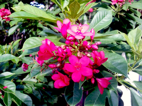 Vườn nhỏ ngập tràn 20 loài hoa ở Kiên Giang - 5