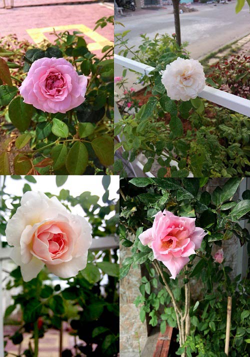 Vườn nhỏ ngập tràn 20 loài hoa ở Kiên Giang - 9