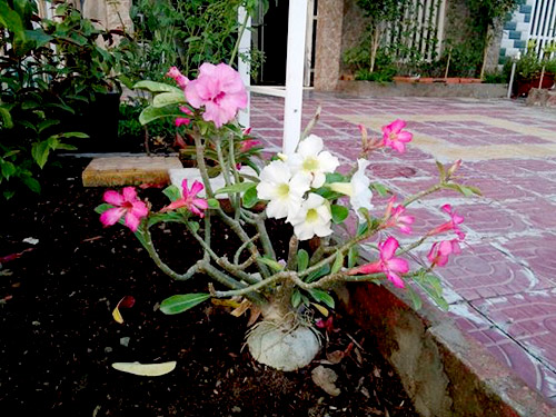 Vườn nhỏ ngập tràn 20 loài hoa ở Kiên Giang - 15